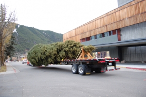 Capitol Christmas Tree Celebration